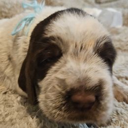 Girl 2 - Spinone Italiano puppy in Alachua, Florida from Asperida Dachshunds and Spinoni