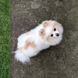 Sunshine - Pomeranian