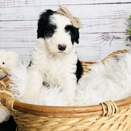 Cinnamon Toast - Black and white female Sheepadoodle puppy in Nixa, Missouri from Davis Family Doodles