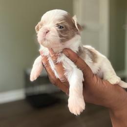 Zin - Lilac female Shih Tzu puppy in Union City, Georgia from Chinx Puppy Songs