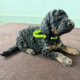 DR Congo - Phantom male Goldendoodle puppy in Houston, Texas from Were The Mack'Doodles