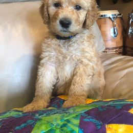 Labradoodle Puppies from Hippie Hollow Doodles