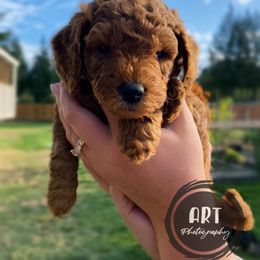 Goldendoodle Puppies from BasilBella’s Doodles