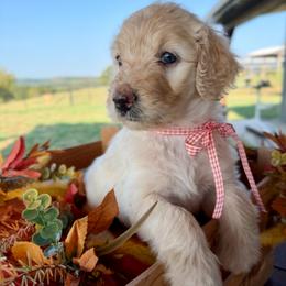 Coral - Cream female Goldendoodle puppy in Wyandotte, Oklahoma from Goldendoodles of NE OK