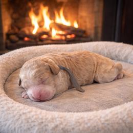 Gray boy - Apricot male Goldendoodle puppy in Inman, South Carolina from Mossy Doodles LLC