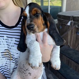 Basset Hound Puppies from Irish Acres Basset Hounds