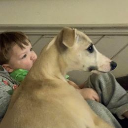 Whippet Puppies from Skyline Whippets