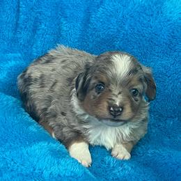 Jack - Blue merle male Miniature Australian Shepherd puppy in Norco, California from River Springs Aussies