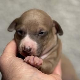 Bernard - Fawn male Italian Greyhound puppy in Wilkes Barre, Pennsylvania from Laraz Pupz