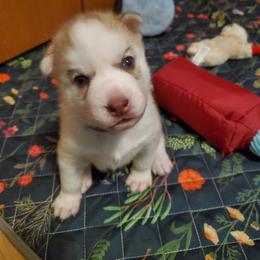 Siberian Husky Puppies from Naturez Siberians