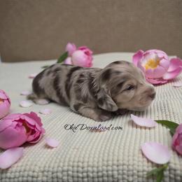 Birdie - Chocolate and cream female Dachshund puppy in Oklahoma City, Oklahoma from OkieDoxieland Dachshunds