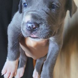HOTSAUCE - Mantle female Great Dane puppy in Street, Maryland from Grant’s Gorgeous Greats