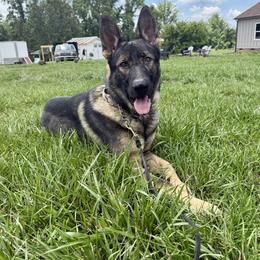 Wolf - Sable male German Shepherd puppy in Cherryville, North Carolina from Masky Kennel
