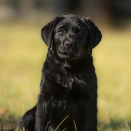German Shepherd and Labrador Retriever Puppies from Buckley Labradors