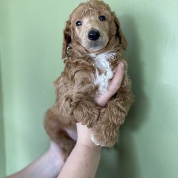 Poodle Puppies from Emerald Pines Standard Poodles