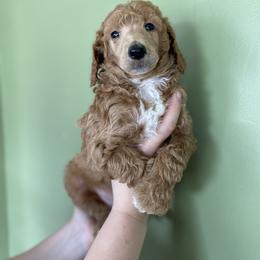 Poodle Puppies from Emerald Pines Standard Poodles
