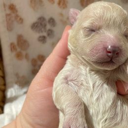 Pearl - Merle Bernedoodle puppy in Port Saint Lucie, Florida from Eastside Paws LLC