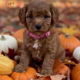 Annie's Coral Pink Girl - Red female Cavapoo puppy in Lavon, Texas from Magnolia Prairie Doodles