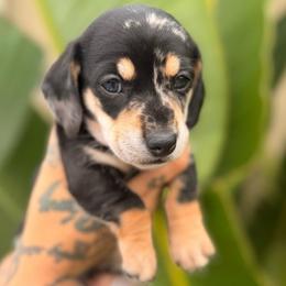 Romeo - Dapple male Dachshund puppy in El Cajon, California from Lisa Buxton