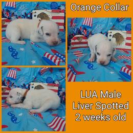 1 LIVER SPOT LUA MALE - White and liver brown male Dalmatian puppy in Perry, Michigan from Mid-Michigan Dalmatians