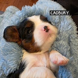 CADBURY - Tri-color male Cavalier King Charles Spaniel puppy in Lehi, Utah from Angels and Nobility Cavaliers
