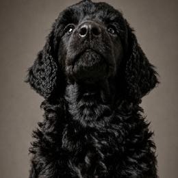 Peter - Black male Poodle puppy in Spring Hills, Florida from The Olympus Standard Poodle