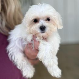 Green collar - White male Maltese puppy in Massachusetts from Happy Tail Yorkies and Maltese