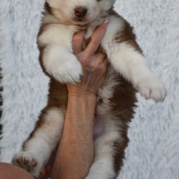 M33 - Siberian Husky puppy from Blue Moon Huskies