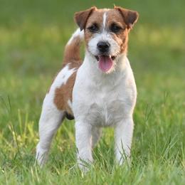 Cowboy - Russell Terrier