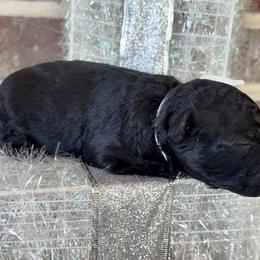 Kristoff - Black phantom male Aussiedoodle puppy in Idabel, Oklahoma from Kay Kay’s Poodles & Doodles
