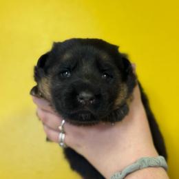 Crush - Black and red male German Shepherd puppy in Warwick, Rhode Island from Karma Kennels