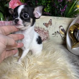Not available - Black and tan female Chihuahua puppy in Manteca, California from Deb's Chihuahuas California
