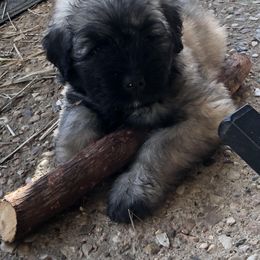 Bouvier des Flandres Puppies from Seasons of Joy Farm and Ranch