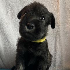 Girl 3 - female Standard Schnauzer puppy in Medina, Ohio from Nordic Sky- Standard Schnauzers