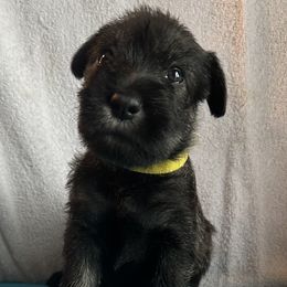 Girl 3 - female Standard Schnauzer puppy in Medina, Ohio from Nordic Sky- Standard Schnauzers