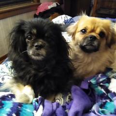 Tibetan Spaniel All Grown Up from Bandor Tibetans