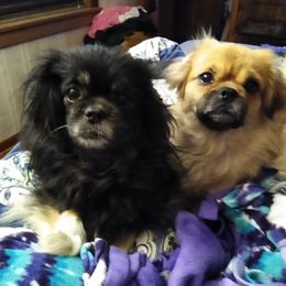 Tibetan Spaniel All Grown Up from Bandor Tibetans