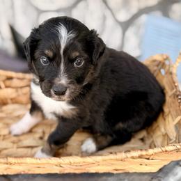 Red - Black tri male Miniature Australian Shepherd puppy in 32046, Florida from River Hill Ranch