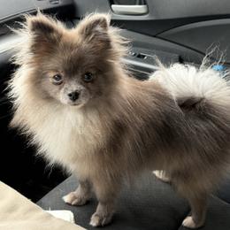 Juna - Pomeranian