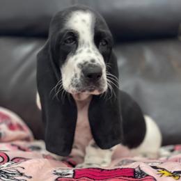 Bella - Black and white female Basset Hound puppy in Remington, Virginia from Lotus Rose Basset hounds