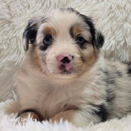 KB.BMM - Blue merle male Australian Shepherd puppy in Deer Lodge, Tennessee from KSH Aussie Haven
