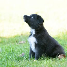 Australian Shepherd and Miniature Australian Shepherd Puppies from Aislin Fields