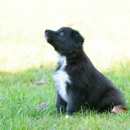 Australian Shepherd and Miniature Australian Shepherd Puppies from Aislin Fields