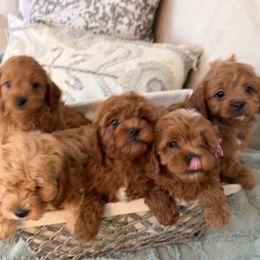 Cavapoo puppies from SoCal Cavapoo's