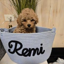 Remi - Cream male Maltipoo puppy in Nokomis, Florida from Sunset Farm Florida