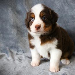 Foxy - Red tri female Miniature Australian Shepherd puppy in Menomonee Falls, Wisconsin from Hunt N Oaks
