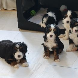 Bernedoodle and Labradoodle Puppies from Reid Wasatch Doodles