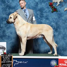 Namus  - Anatolian Shepherd Dog