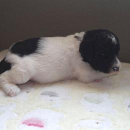 COWBOY - Parti male Poodle puppy in Aurora, Colorado from Simply Amazing Doodles