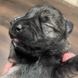 Oliver - Salt and pepper male Miniature Schnauzer puppy in Interlachen, Florida from Pam's Schnauzers
